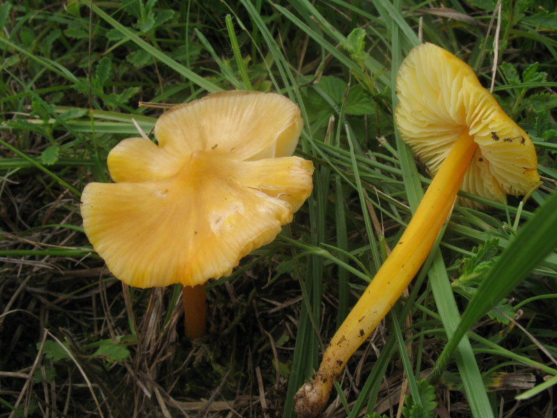 hygrocybe di prato