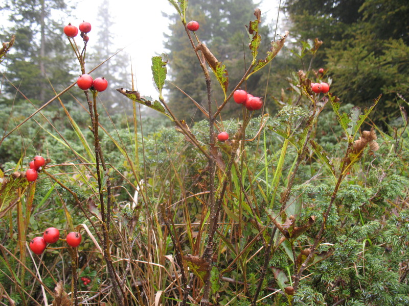 Sorbus chamaemespilus