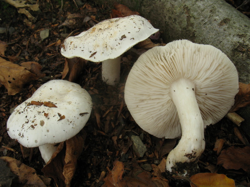 Tricholomatacea