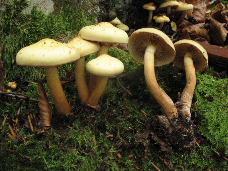 Pholiota