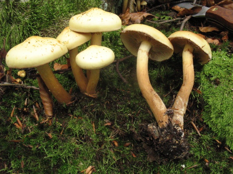 Pholiota