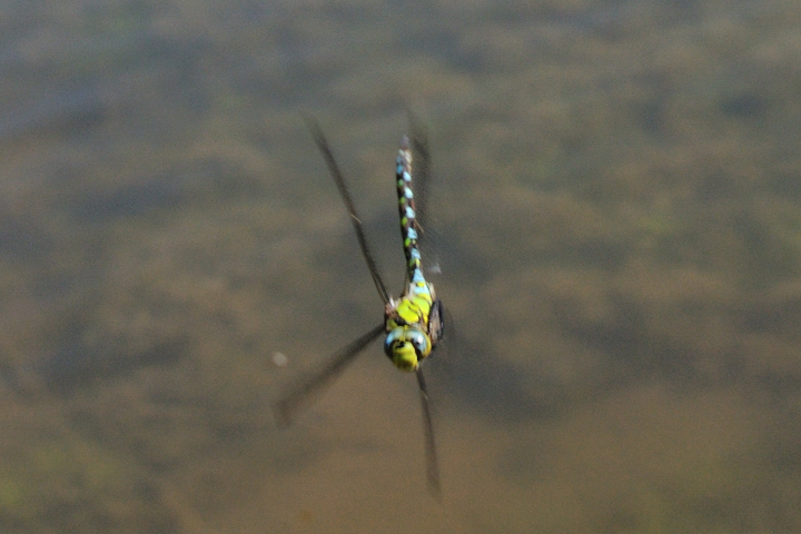 Aeshna cyanea,maschio in virata
