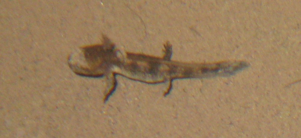 Larve di salamandra pezzata e rana italica