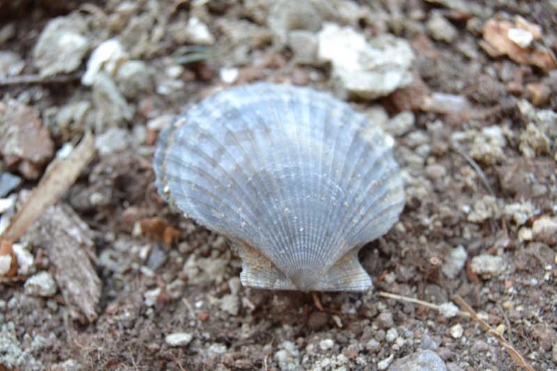 bivalve 3