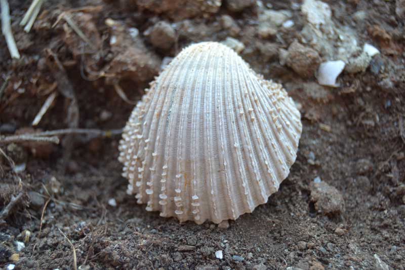 bivalve emiliano 6