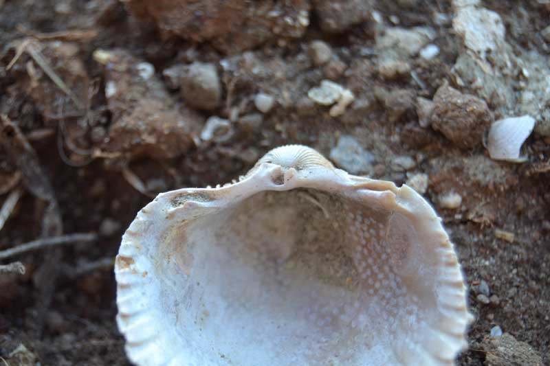 bivalve emiliano 6