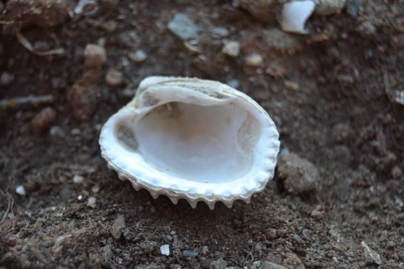 bivalve emiliano 6