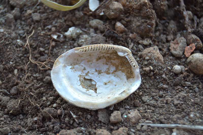 bivalve emiliano 5