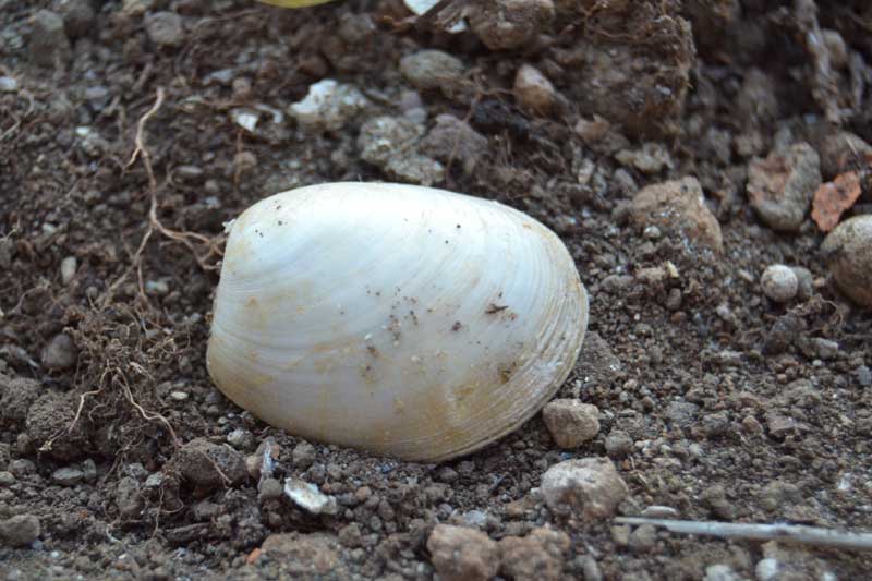 bivalve emiliano 5