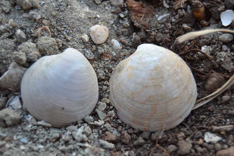 bivalve emiliano 8
