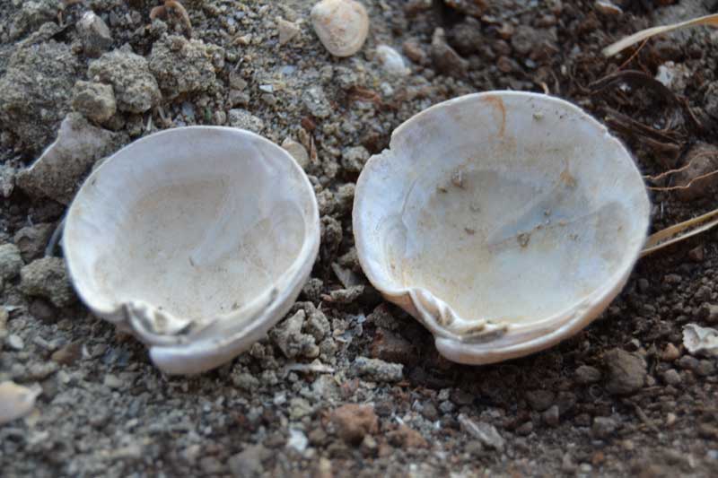 bivalve emiliano 8