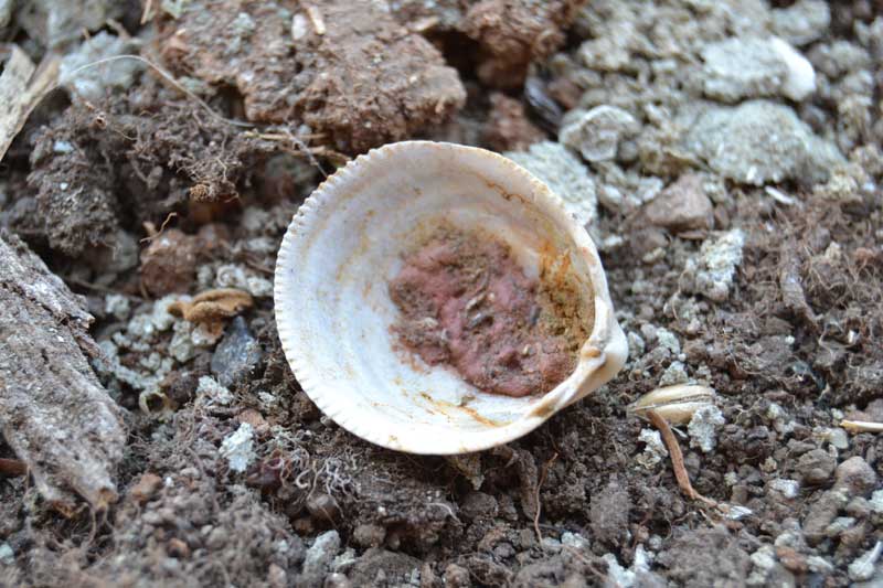 altro bivalve
