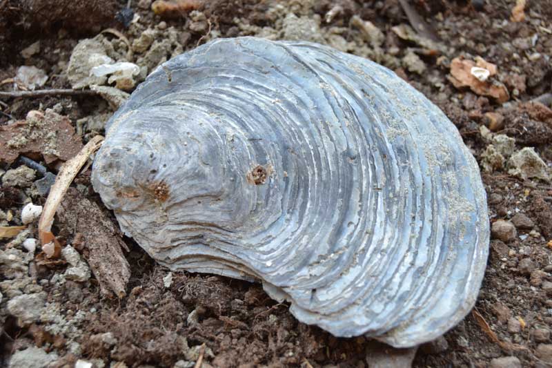 ostrea?