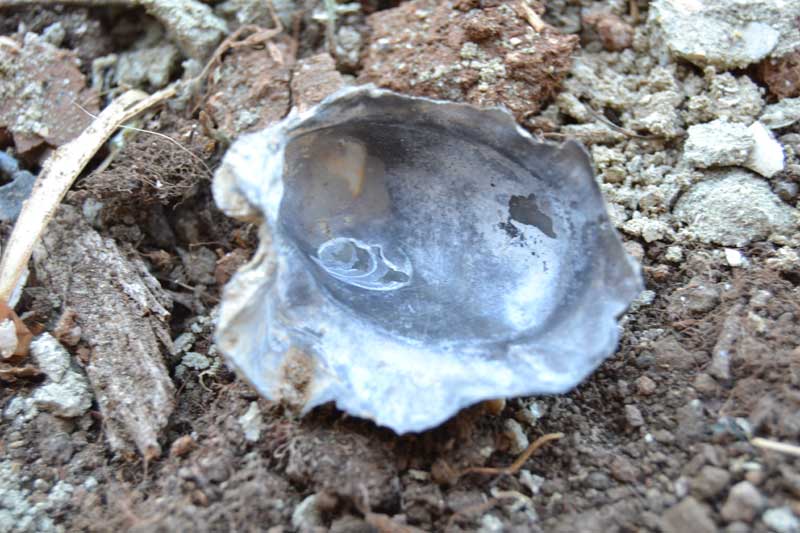 ostrea?