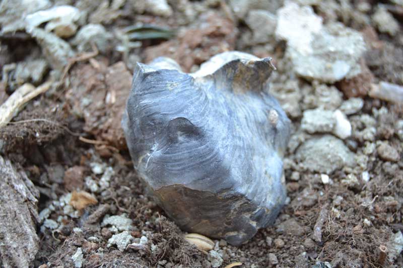 ostrea?