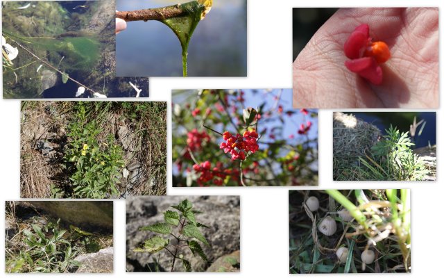 Euonymus europaeus...ed altro