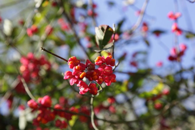 Euonymus europaeus...ed altro