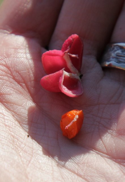 Euonymus europaeus...ed altro