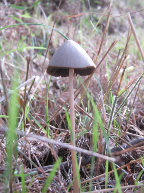 Funghi marroncini