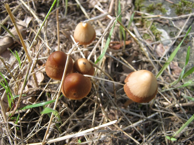 Funghi marroncini
