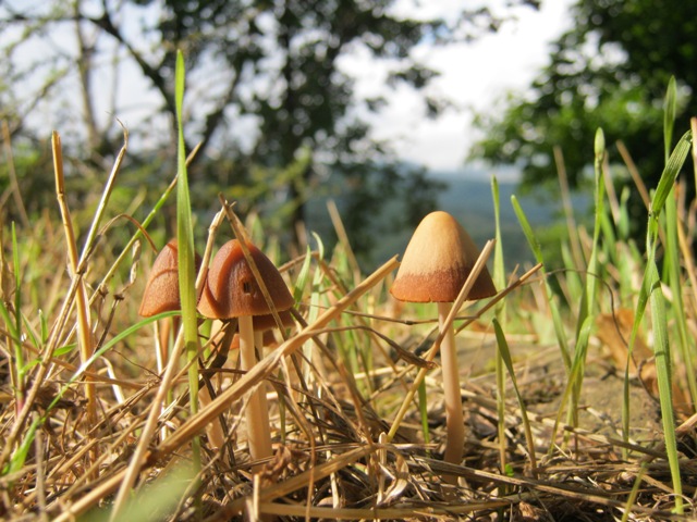 Funghi marroncini