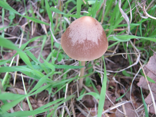 Funghi marroncini