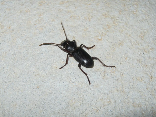 Tschitscherinellus cordatus fortepunctatus
