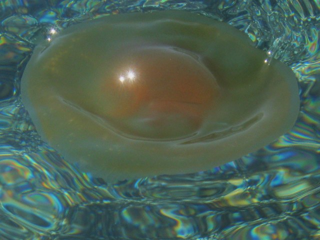 Chotyloriza tubercolata
