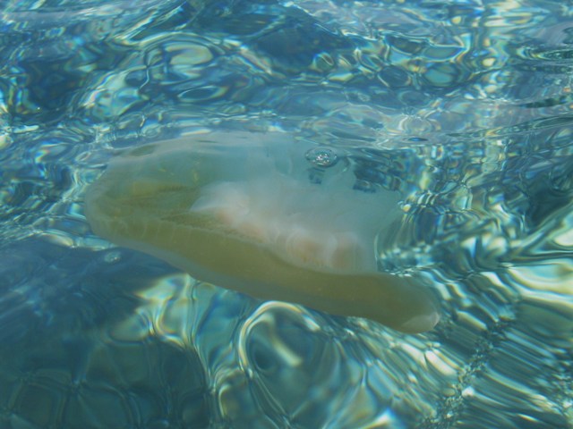 Chotyloriza tubercolata