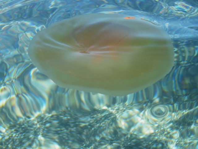 Chotyloriza tubercolata