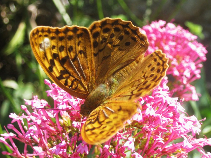 Argynnis pandora