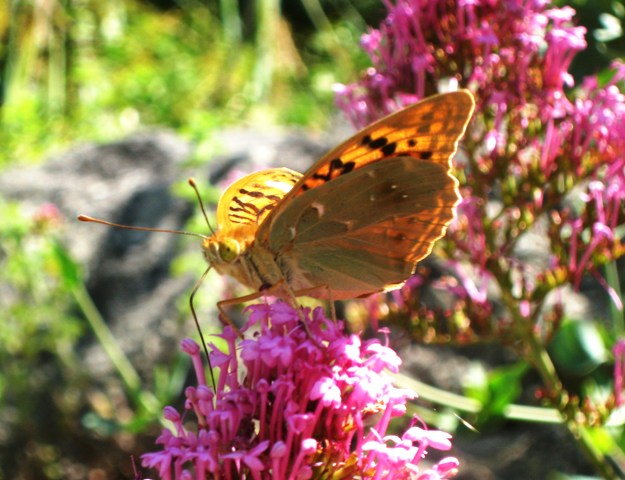 Argynnis pandora