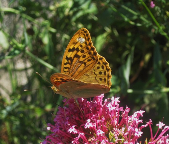 Argynnis pandora