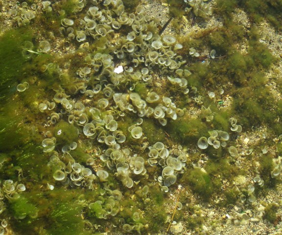 Padina pavonica