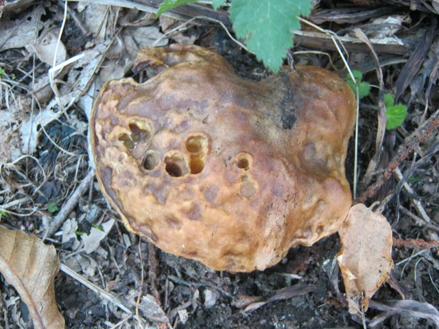 Funghi da identificare