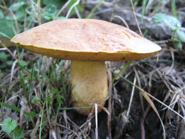 Funghi da identificare