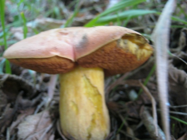 Funghi da identificare