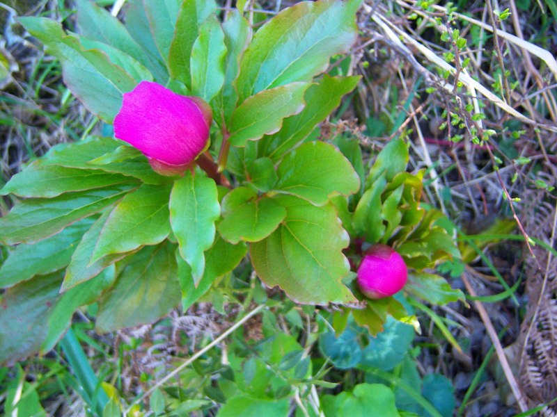 Paeonia mascula / Peonia maschio