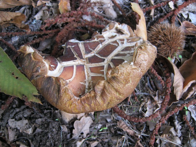 Funghi da identificare