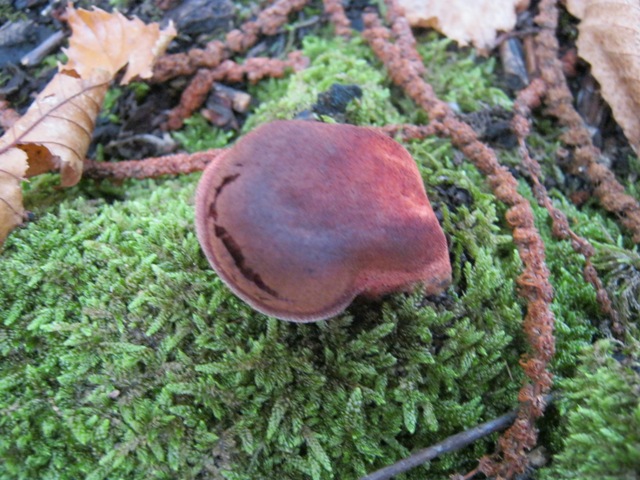 identif funghi... stran