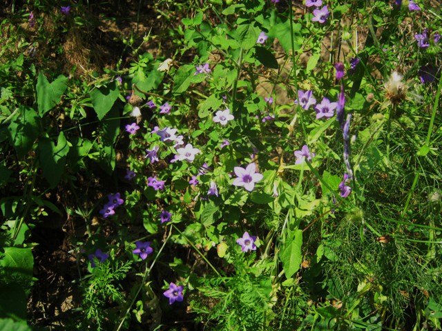 Campanula dichotoma