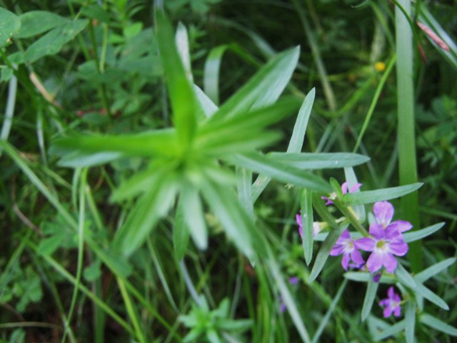 pianta da determ 2 - Lythrum sp.