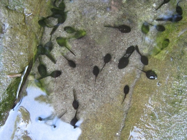 Piccole piccole.. da identificare - Bufo bufo, girini