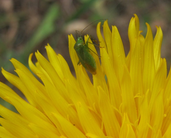 Miridae: Lygocoris (Lygocoris) cf. pabulinus in Sicilia (PA)