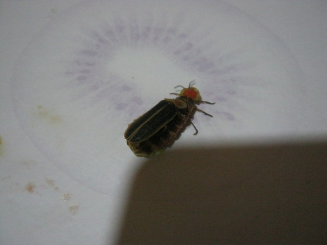 lucciole in accoppiamento (Lampyris sp.)