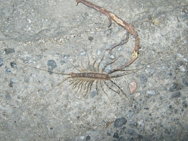 Scutigera coleoptrata