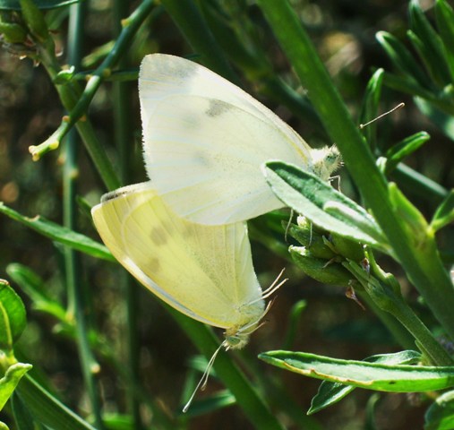 Pieris, ma quale?