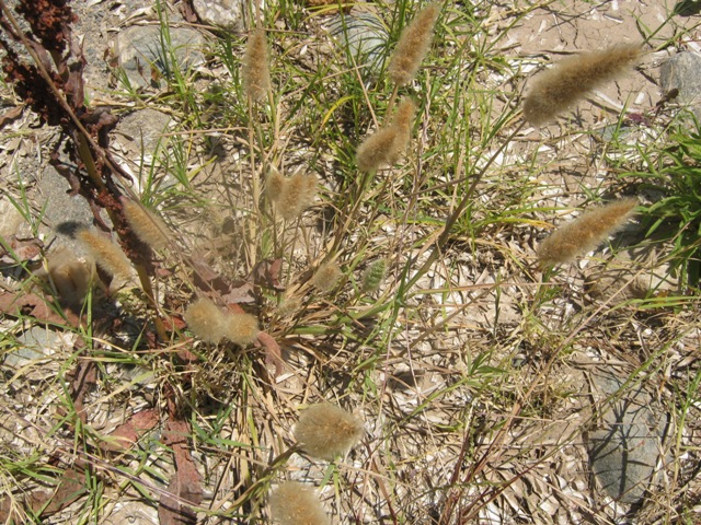 Polypogon monspeliensis