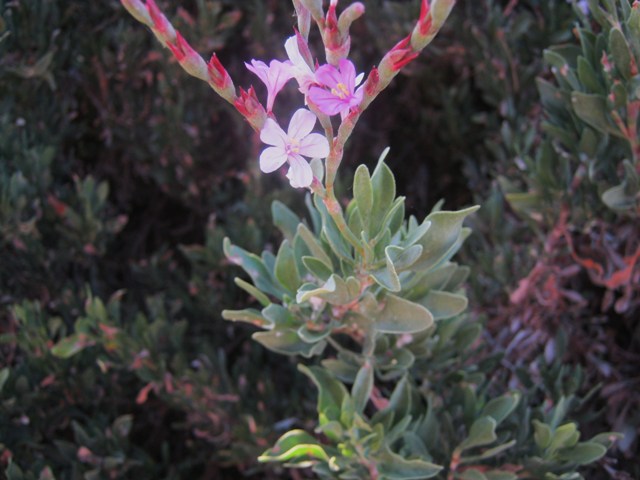 Limoniastrum monopetalum