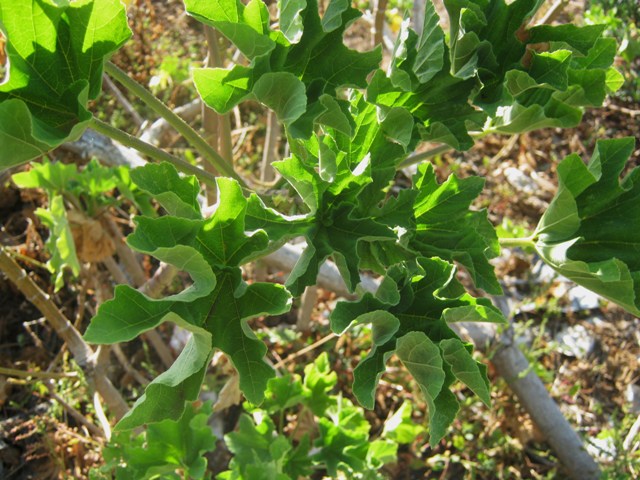Malva veneta